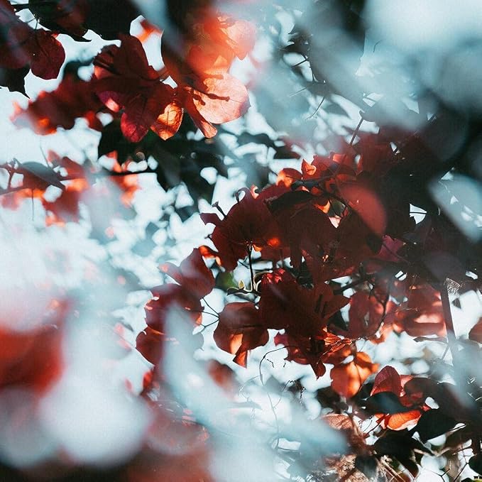 Lens Filter 82mm Bimonthly Effects Filters Foreground Blur Camera Filter - Image 5